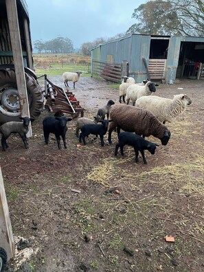 Miscellaneous - Cosy little farm stay (Bullarook)