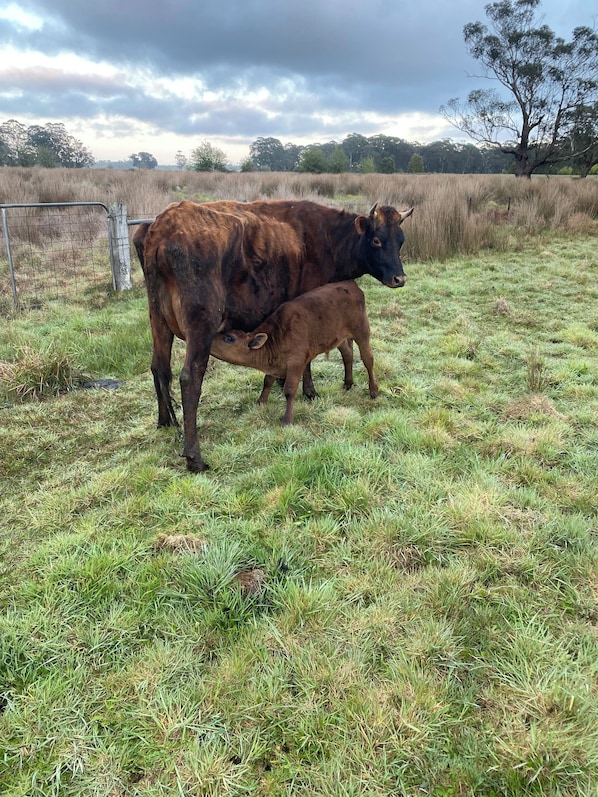 Miscellaneous - Cosy little farm stay (Bullarook)