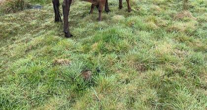 Cosy little farm stay