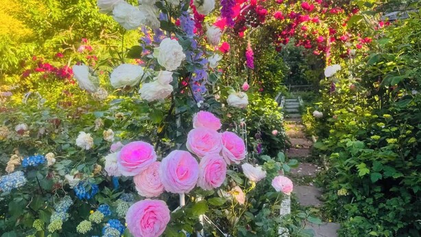 A garden with various flowers and plants, including roses and bougainvillea. - Cozy 2BR Villa · Garden View · Near Beach, local specialties Provided as gift 
 (Surrey)