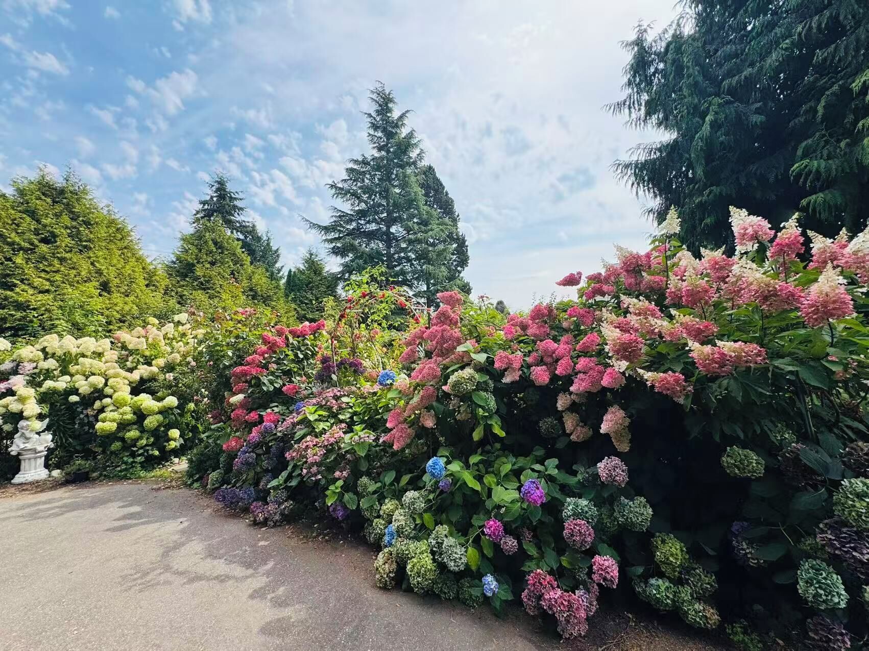 A garden with a variety of hydrangea bushes in full bloom.