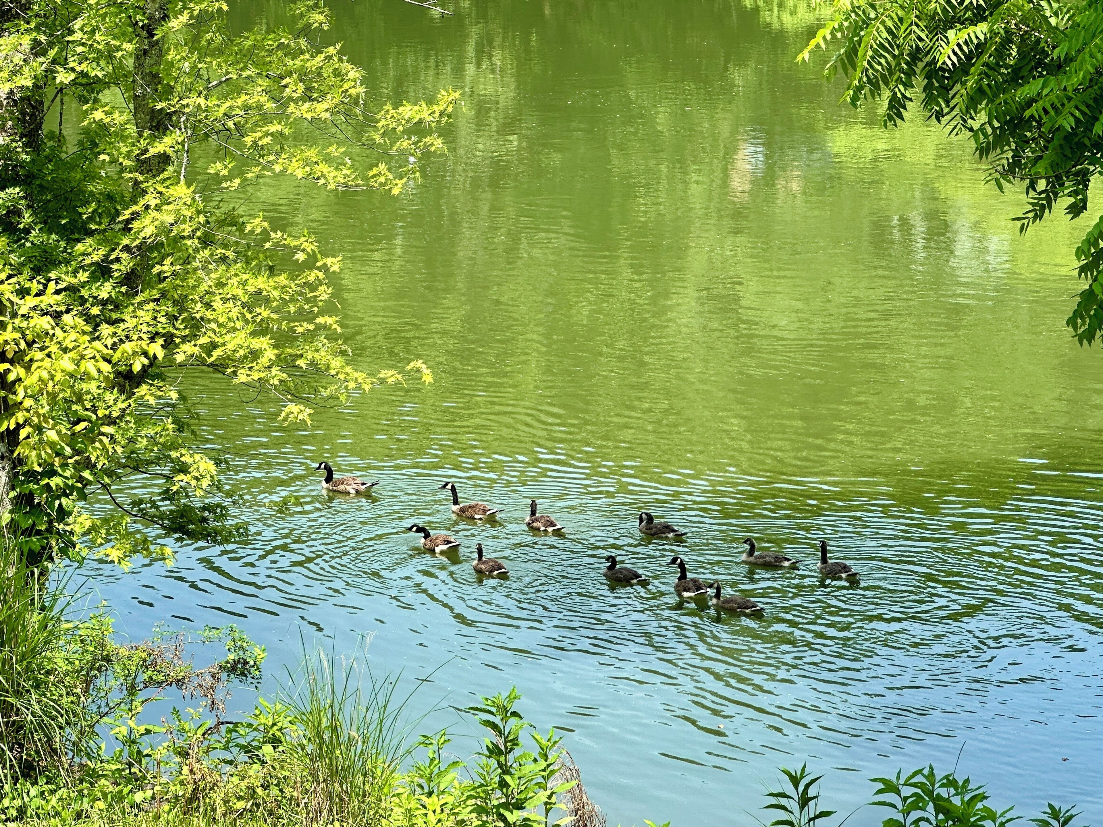 En flok ænder svømmer i en sø omgivet af frodig vegetation.