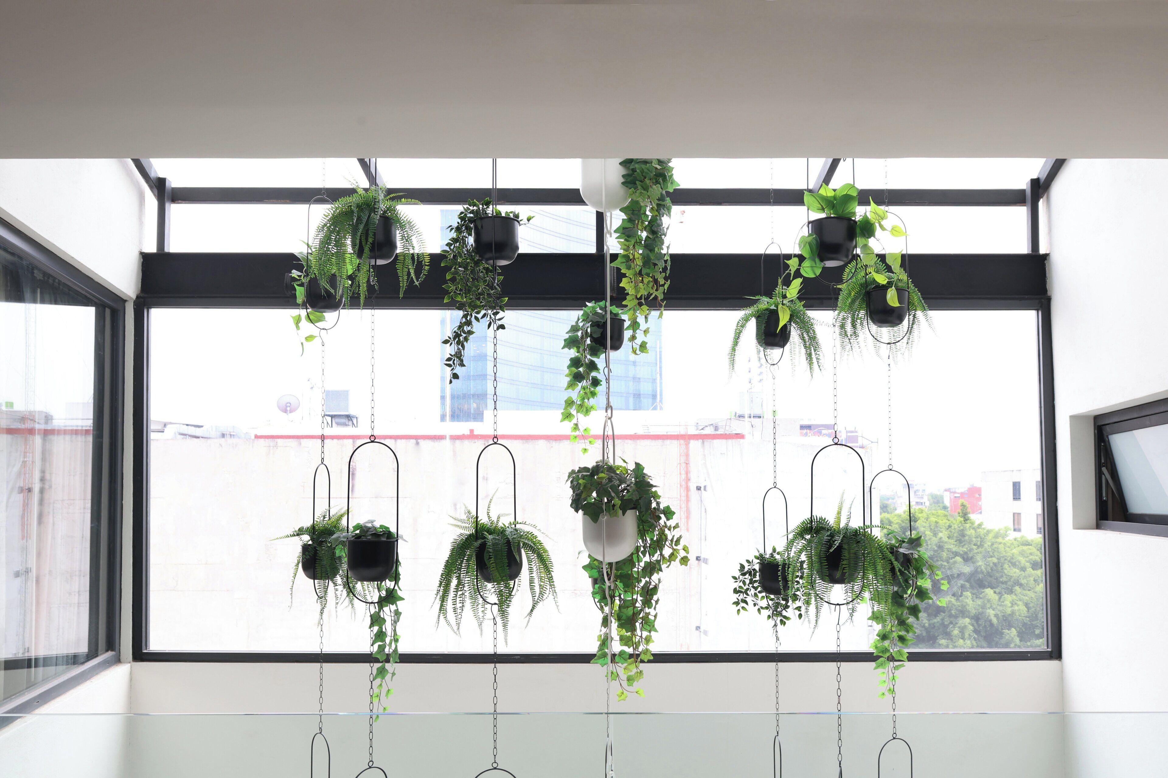 Une pièce dotée d’une grande fenêtre, de plusieurs pots de fleurs suspendus et offrant une vue sur les bâtiments environnants.