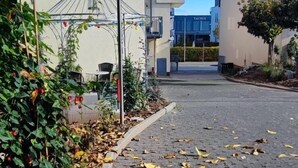 Un chemin pavé recouvert de feuilles mortes, une cage à oiseaux en métal et des bâtiments en arrière-plan.