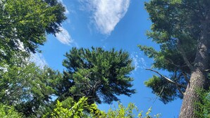 A view of tall trees and a clear blue sky. - Chickadee Hollow: Rustic Eco Camping near Acadia National Park! (Surry)