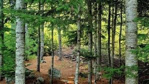 A forest with birch trees and a dirt path. - Chickadee Hollow: Rustic Eco Camping near Acadia National Park! (Surry)