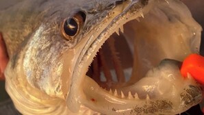 Primer plano de un pez con la boca abierta, sostenido por una persona que lleva una manga roja.