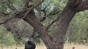 Tres pavos de pie cerca de un banco de madera bajo un árbol grande.