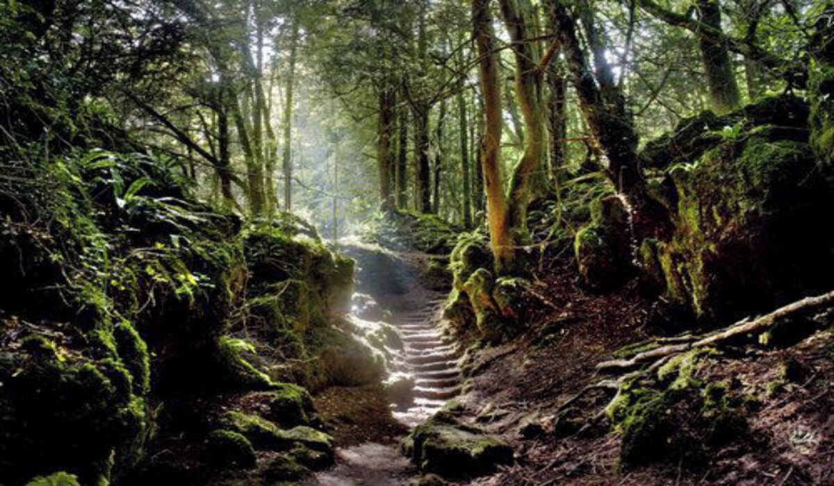Sendero forestal con rocas cubiertas de musgo y árboles.