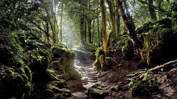 Sendero forestal con rocas cubiertas de musgo y árboles.