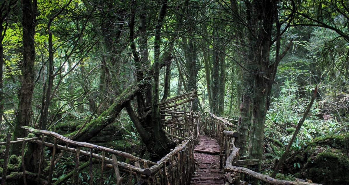 Un pont en bois dans une forêt.