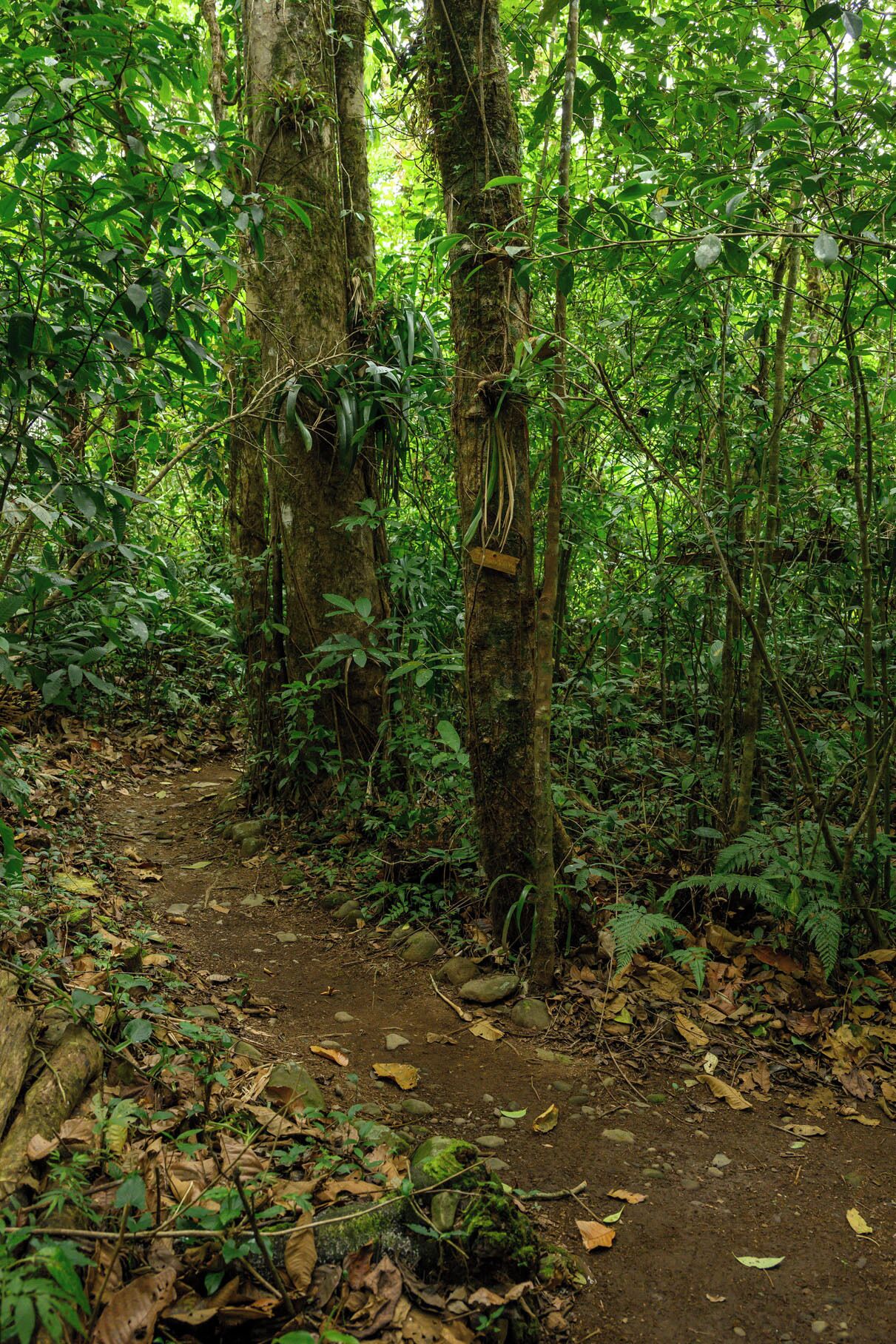 A forest path with dense foliage and trees.