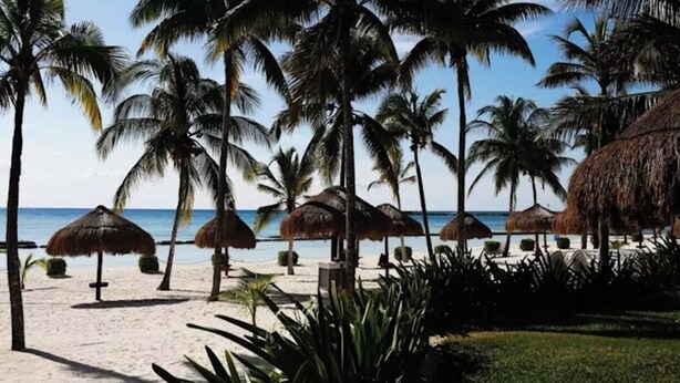 A beach with palm trees and thatched umbrellas.