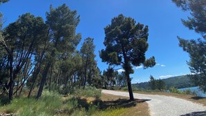 Un sentier pavé traverse une forêt où s’élèvent de grands pins, et le ciel est d’un bleu limpide.