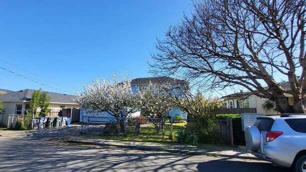 A residential street with houses, a parked car, and a tree with blossoms. - Arcata Sunset Townhouse (Arcata)
