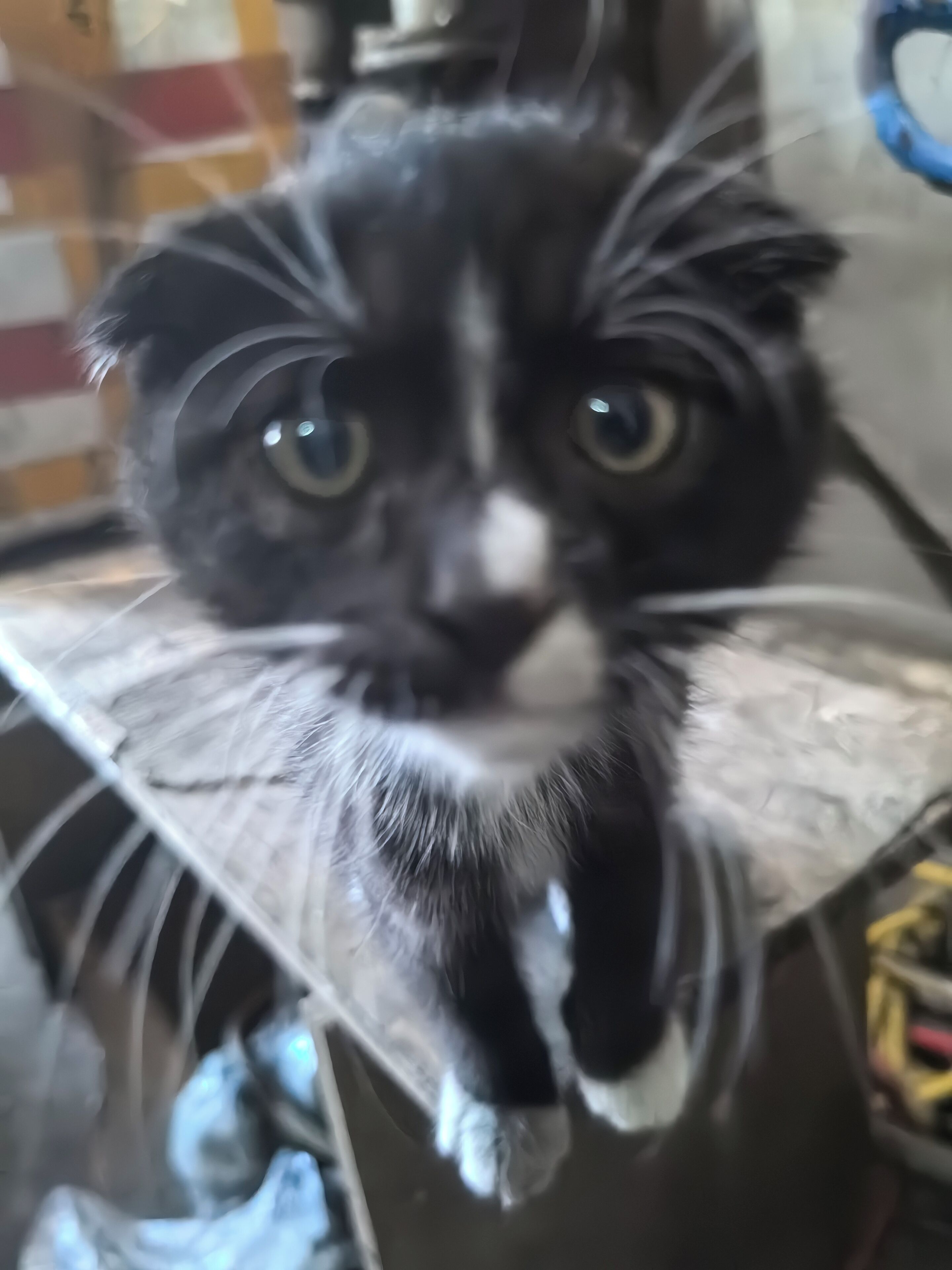 A black and white cat with a white patch on its nose, sitting on a surface with a blurred background.