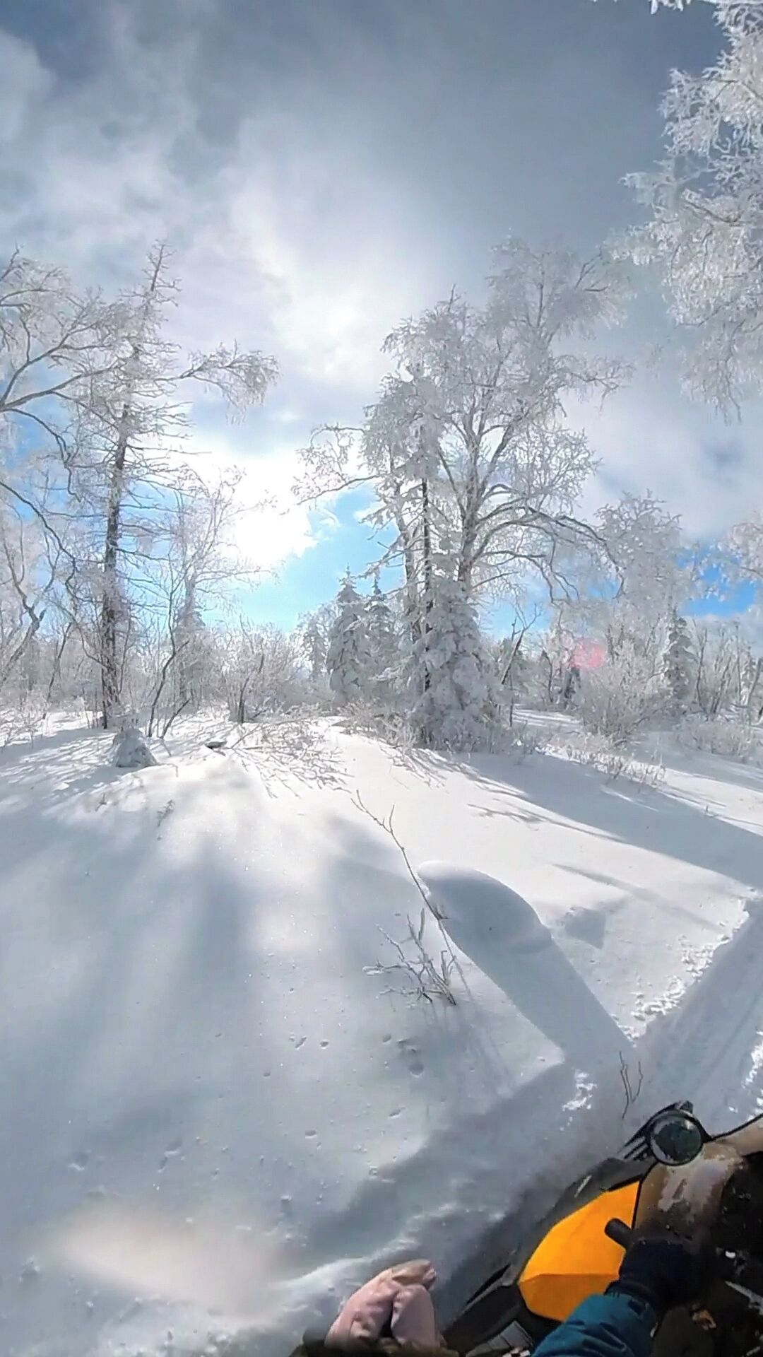 A snowy forest path with bare trees and a clear sky.