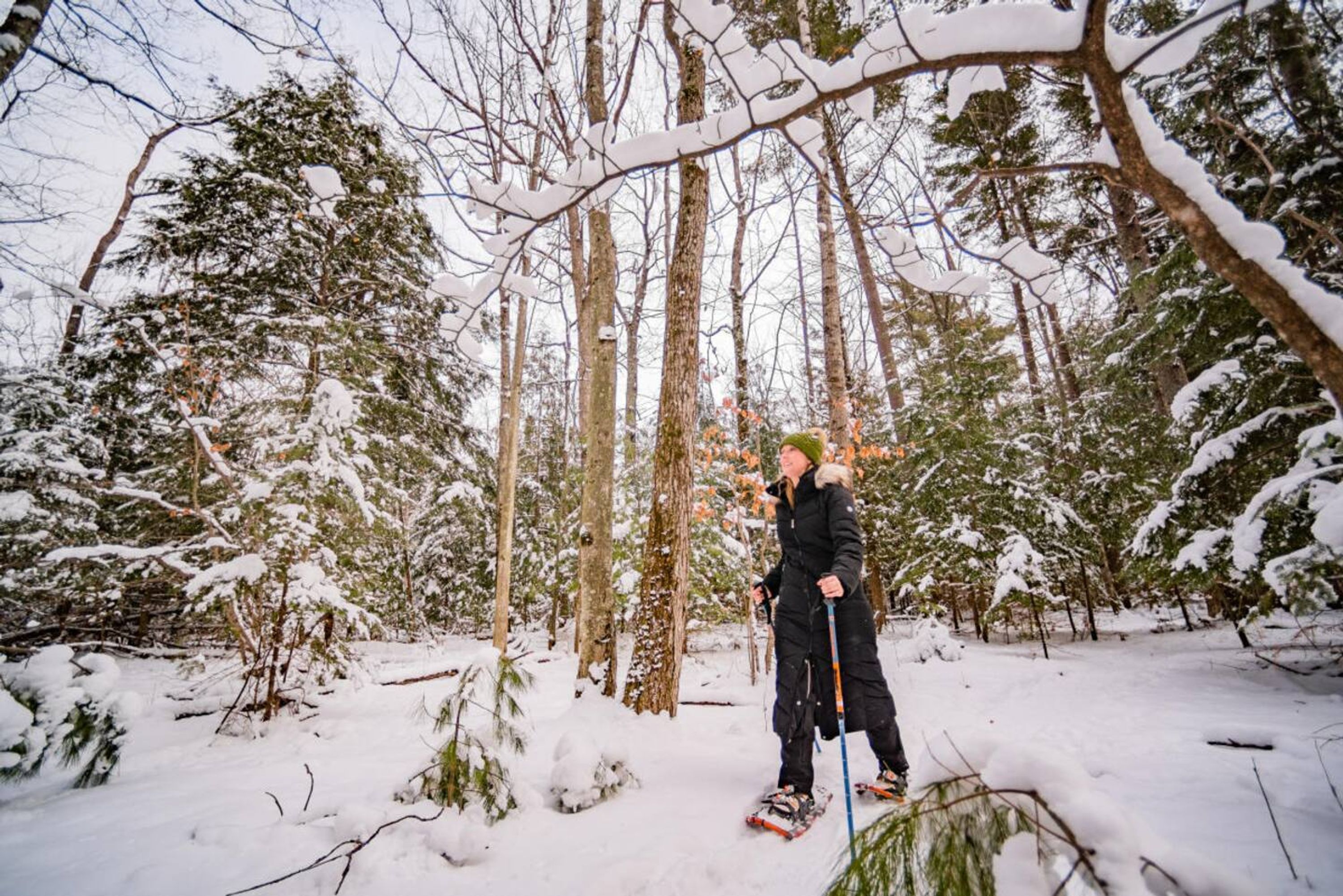 Una persona esquiando en un bosque nevado.