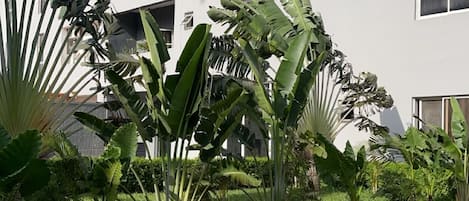 حمّام سباحة خارجي