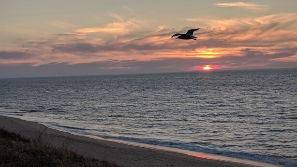 A beach with a sunset and a bird flying over the water. - Bunbury's Most Convenient Location (Carey Park)