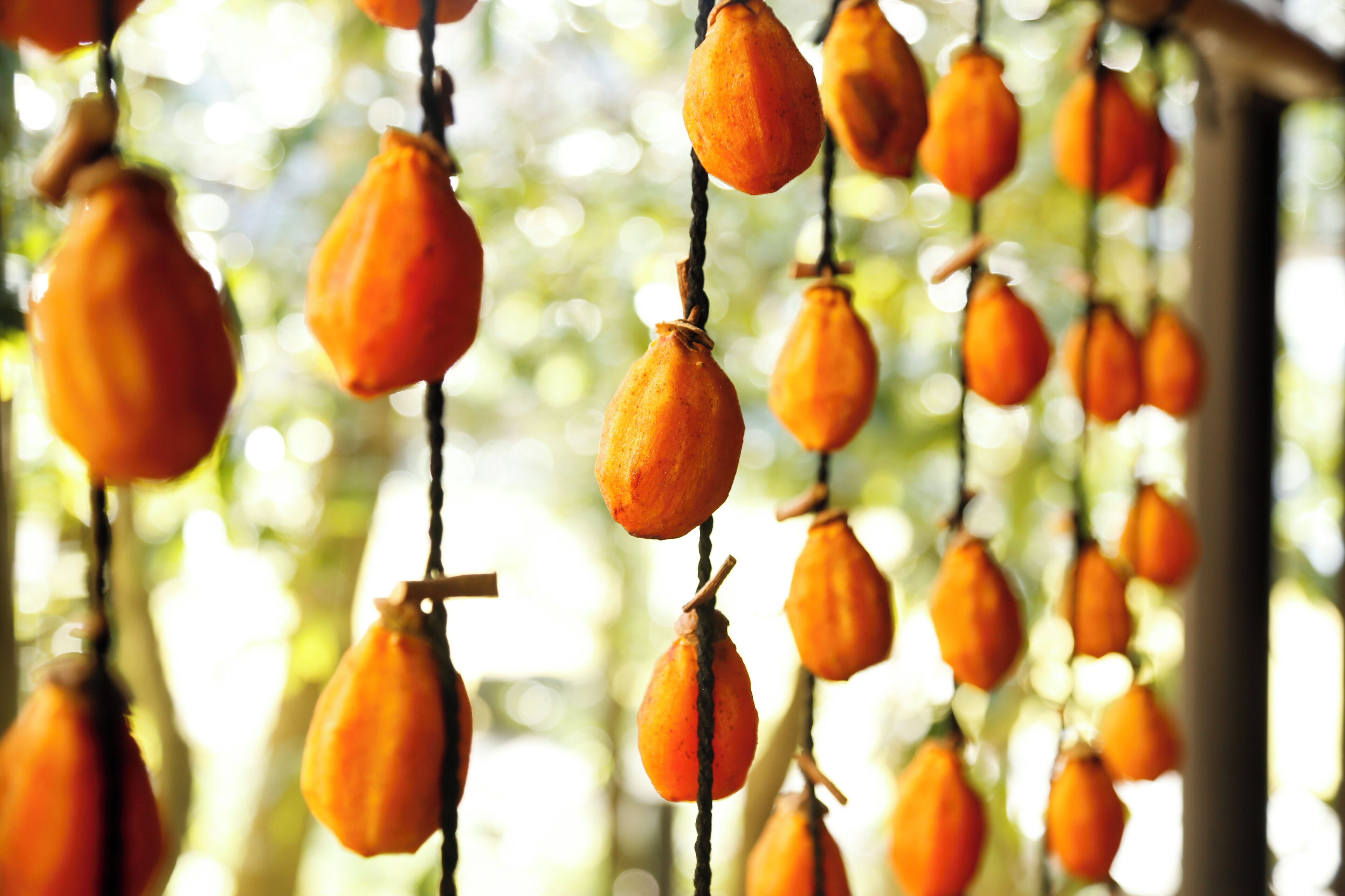 Hängende, orangefarbene Früchte, vermutlich Persimmon, vor unscharf grünem Hintergrund.