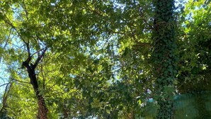 A stone staircase leading up to a stone wall, surrounded by trees and greenery. - Charming Italian house in Cantarana for 6 guests, 3 bedrooms. (Piemonte)