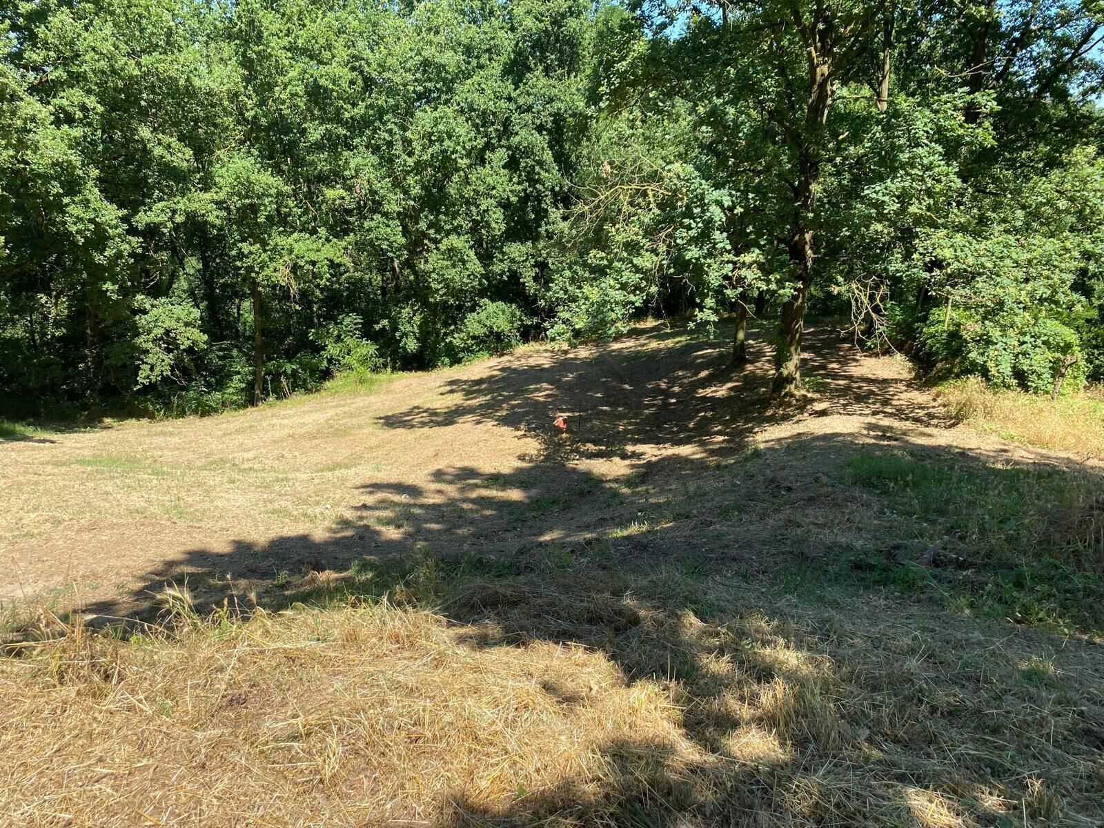 A dirt path leading through a wooded area with dense trees.