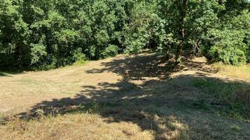 A dirt path leading through a wooded area with dense trees.