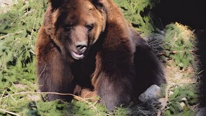 A bear in a natural setting with dense green foliage and rocks. - Apartment 'Margot Armbruster' with Mountain View, Balcony and Wi-Fi (Bad Rippoldsau-Schapbach)