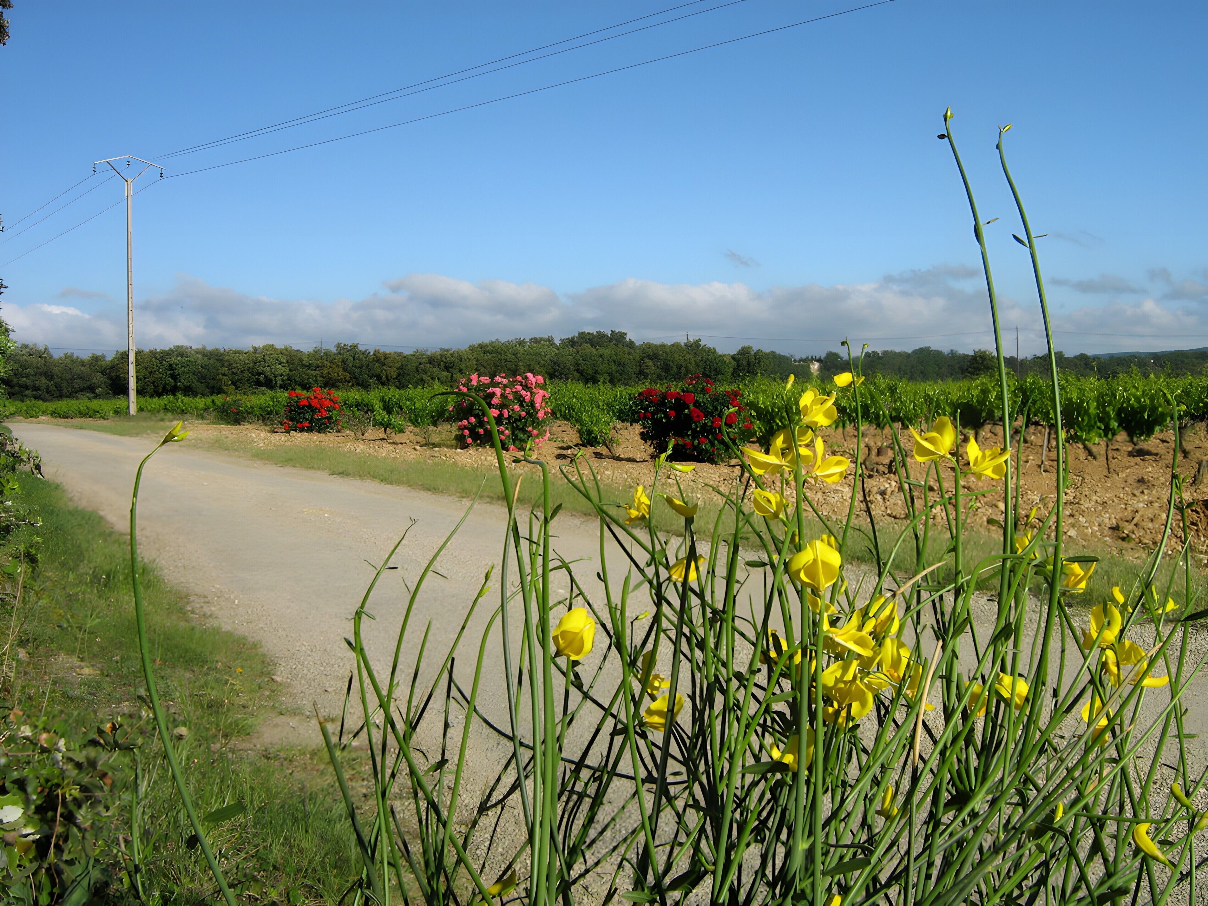 Una strada di campagna fiancheggiata da vegetazione e piante fiorite.