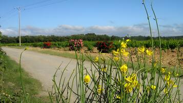 Una strada di campagna fiancheggiata da vegetazione e piante fiorite.