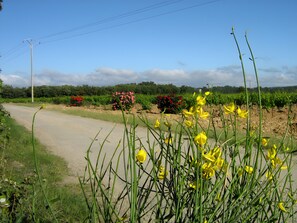 Un camí rural amb un costat de terra, envoltat de vegetació i plantes en flor.