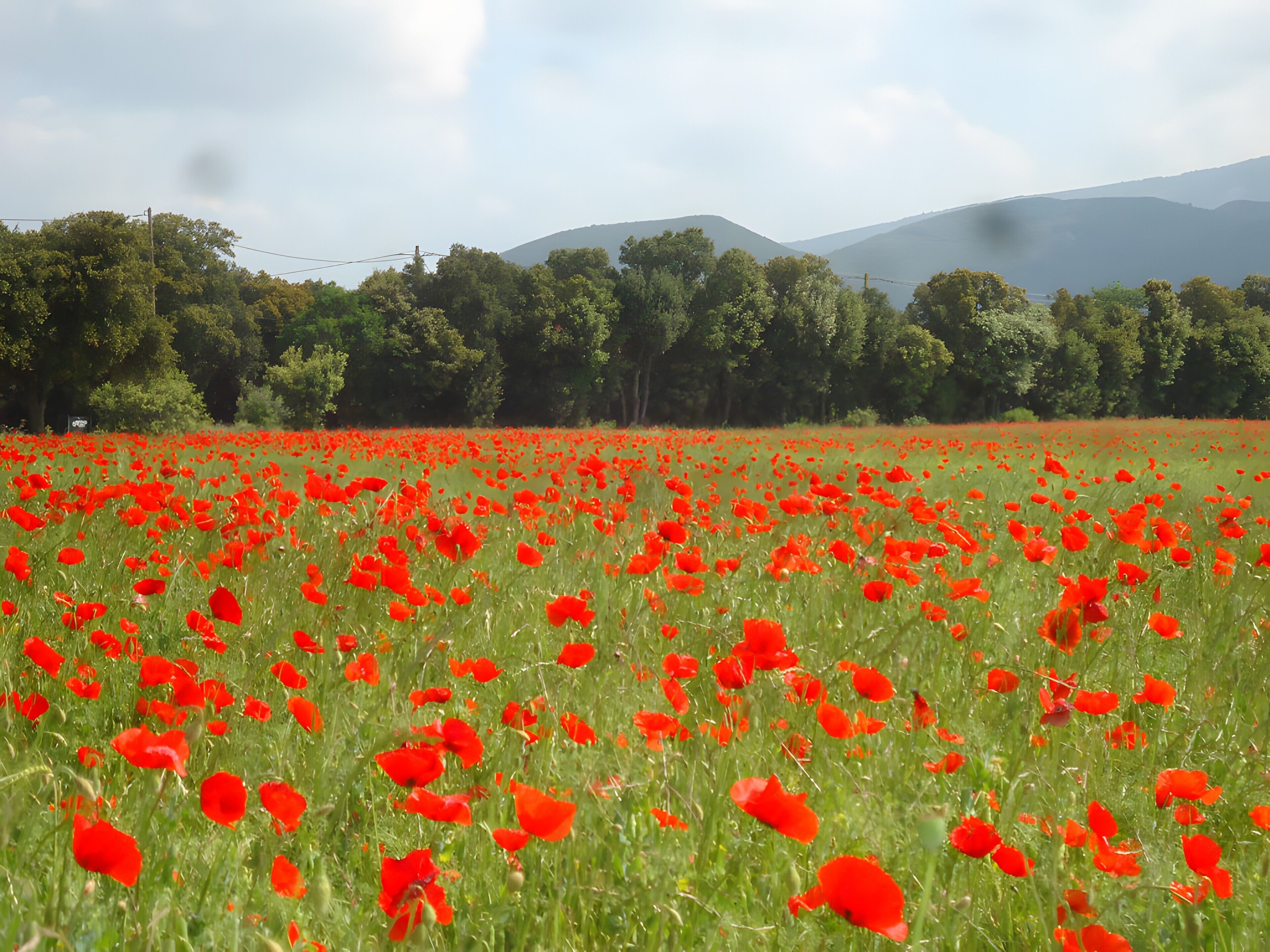 A field of red poppies with a backdrop of trees and distant hills.