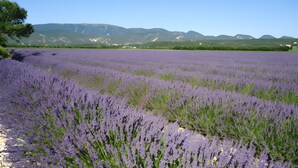 A lavender field with mountains in the background. - Winery Cottage on a Vineyard Estate, Pellerin (Montbrison sur Lez)