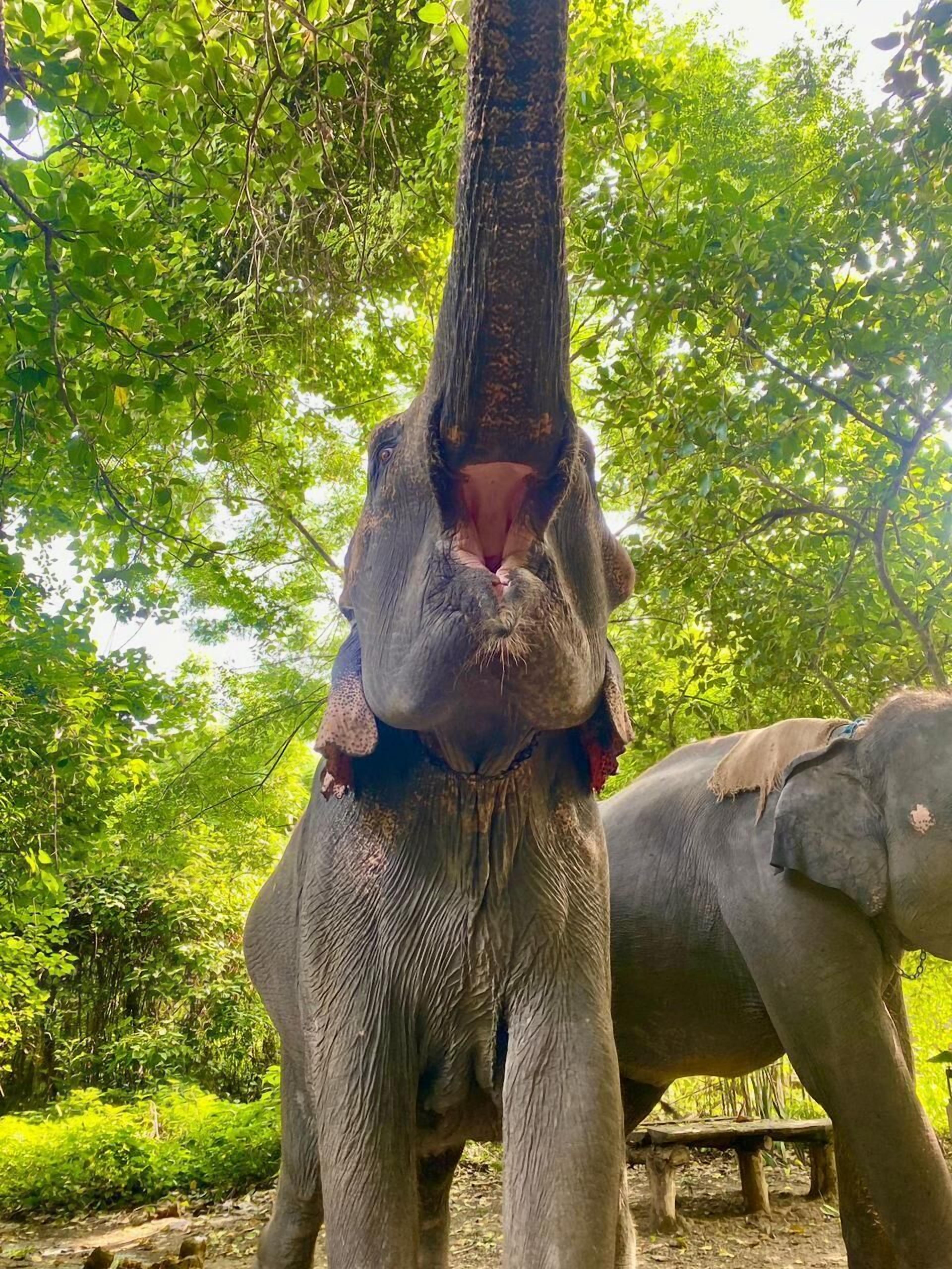 Un elefante de pie en un entorno natural, con árboles y follaje al fondo.