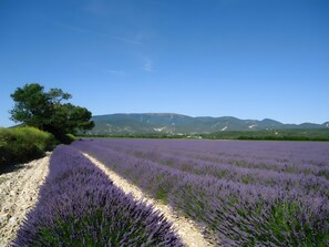Miscellaneous - Gîte on a Wine Estate (Montbrison sur Lez)