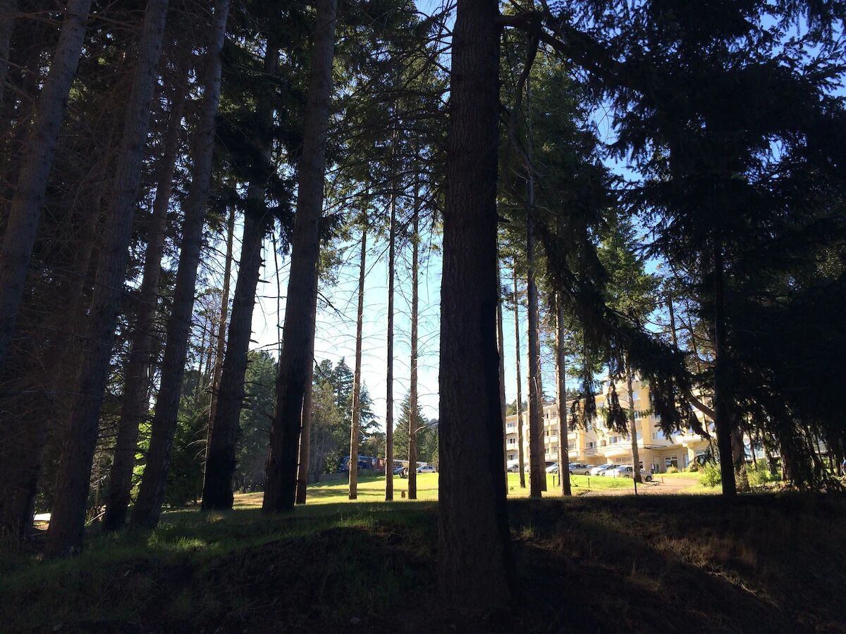 Une zone boisée avec de grands arbres et un bâtiment en arrière-plan.