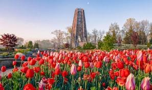 A field of red and pink tulips in front of a tall, modern tower structure.