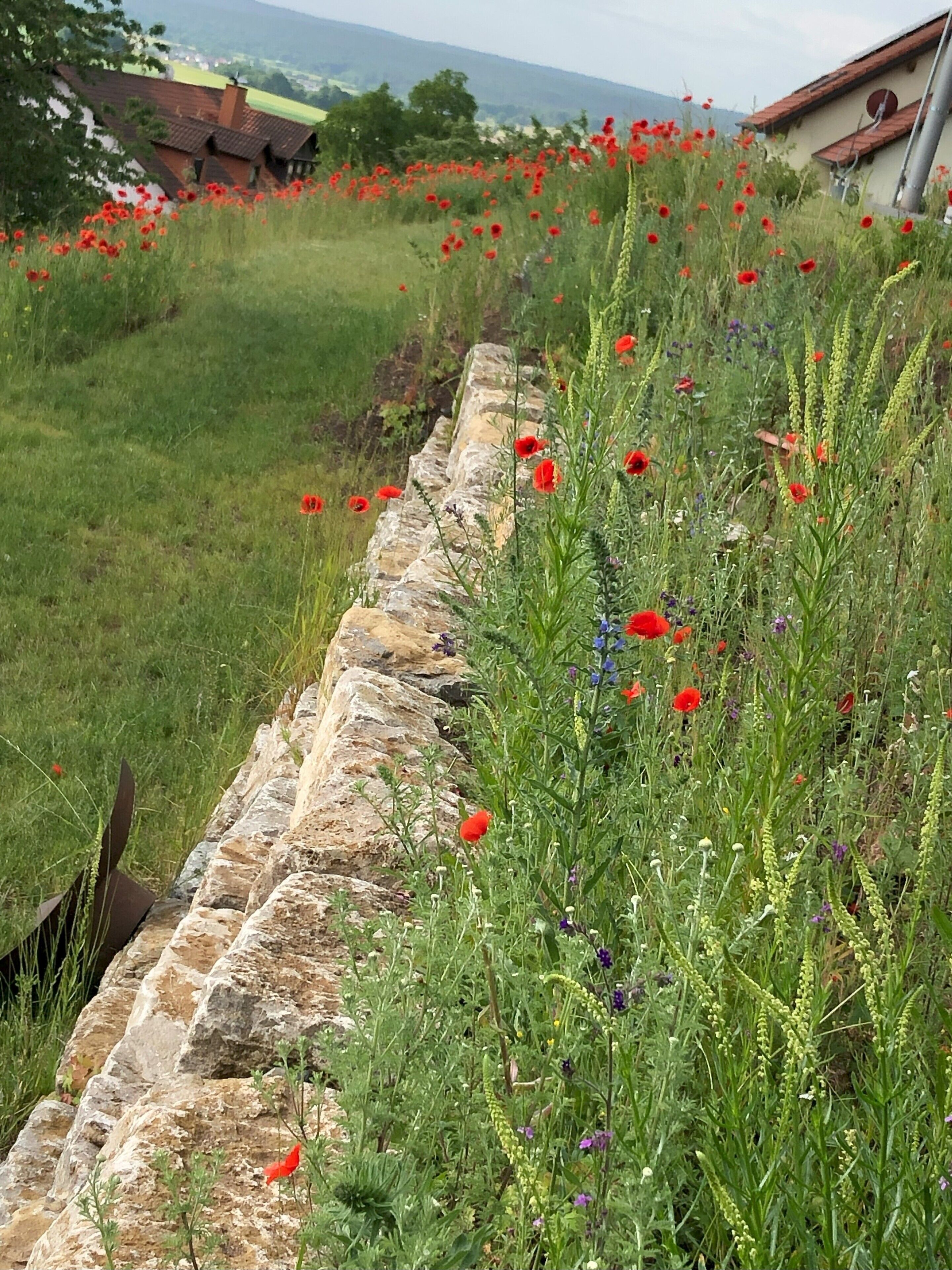 En stenmur med en gräsklädd äng och röda blommor i förgrunden.