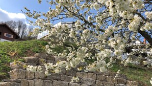 A stone wall with a tree in bloom, a grassy area, and a building in the background.
