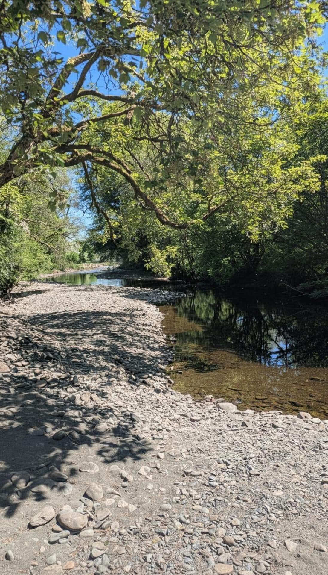 A gravel path beside a calm river, surrounded by dense green foliage and trees.