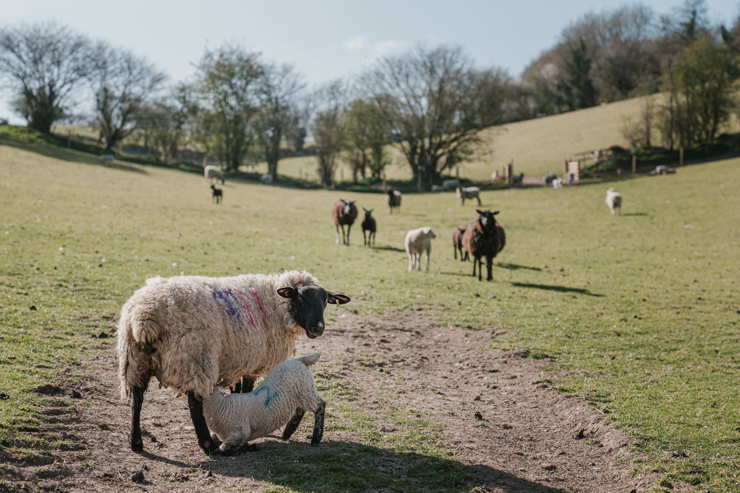 A grassy field with sheep and trees in the background.