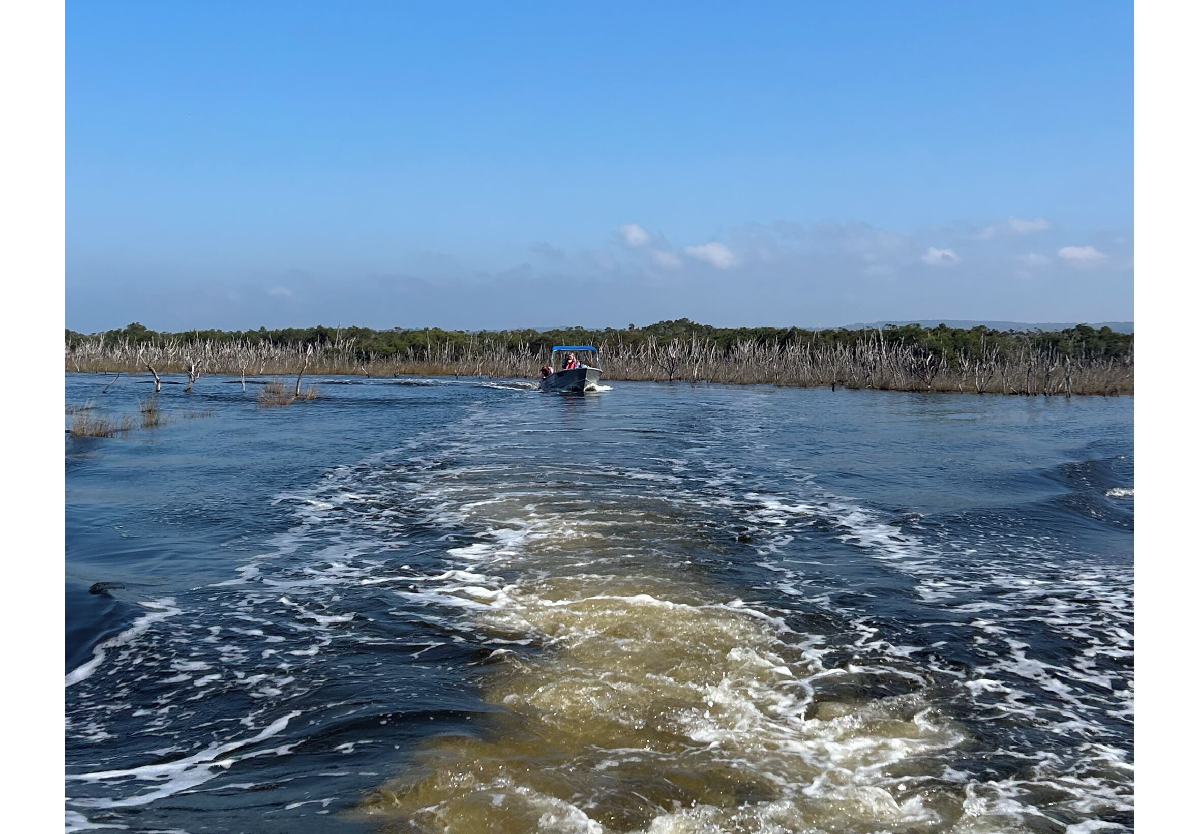 Una barca che scivola attraverso l'acqua, con una rigogliosa riva verde sullo sfondo.