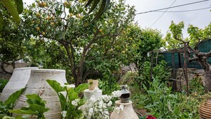 Un jardín con plantas en macetas, un árbol de limones y una estructura de piedra.
