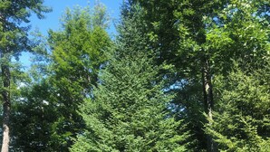 Une forêt de conifères dense, sous un ciel dégagé.