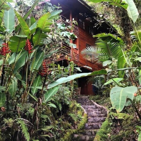 Property grounds - Unique eco-cabin inside cloudforest “PILA” (Cerro Punta)