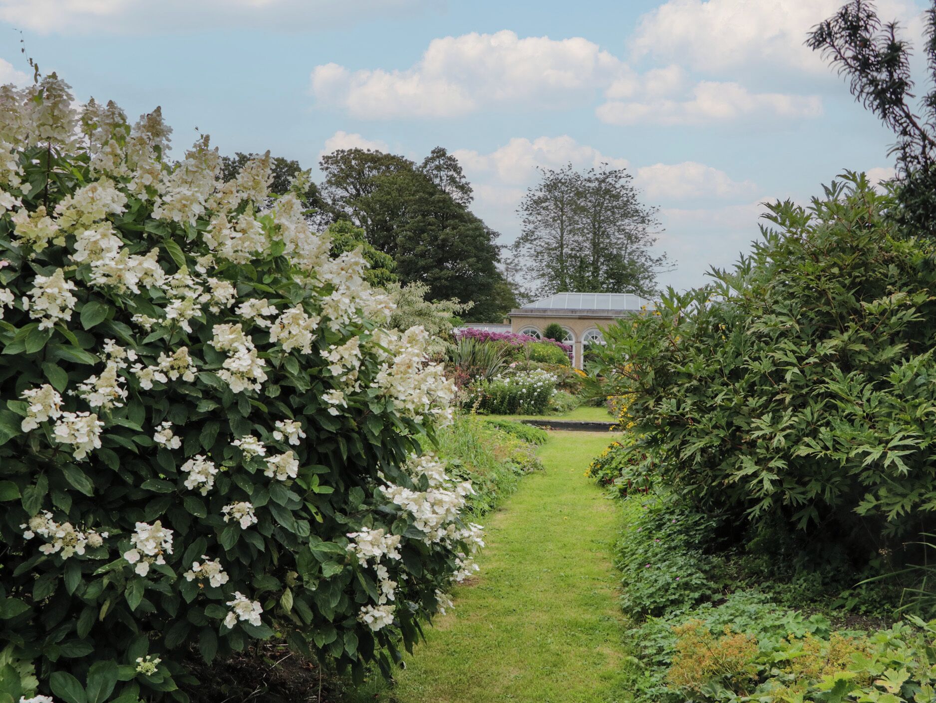 A garden pathway with dense foliage and white flowers, leading to a conservatory.