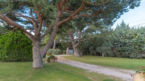 Un sendero que atraviesa un jardín con un árbol grande y una planta en maceta.