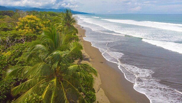 Una playa con palmeras y olas del océano.