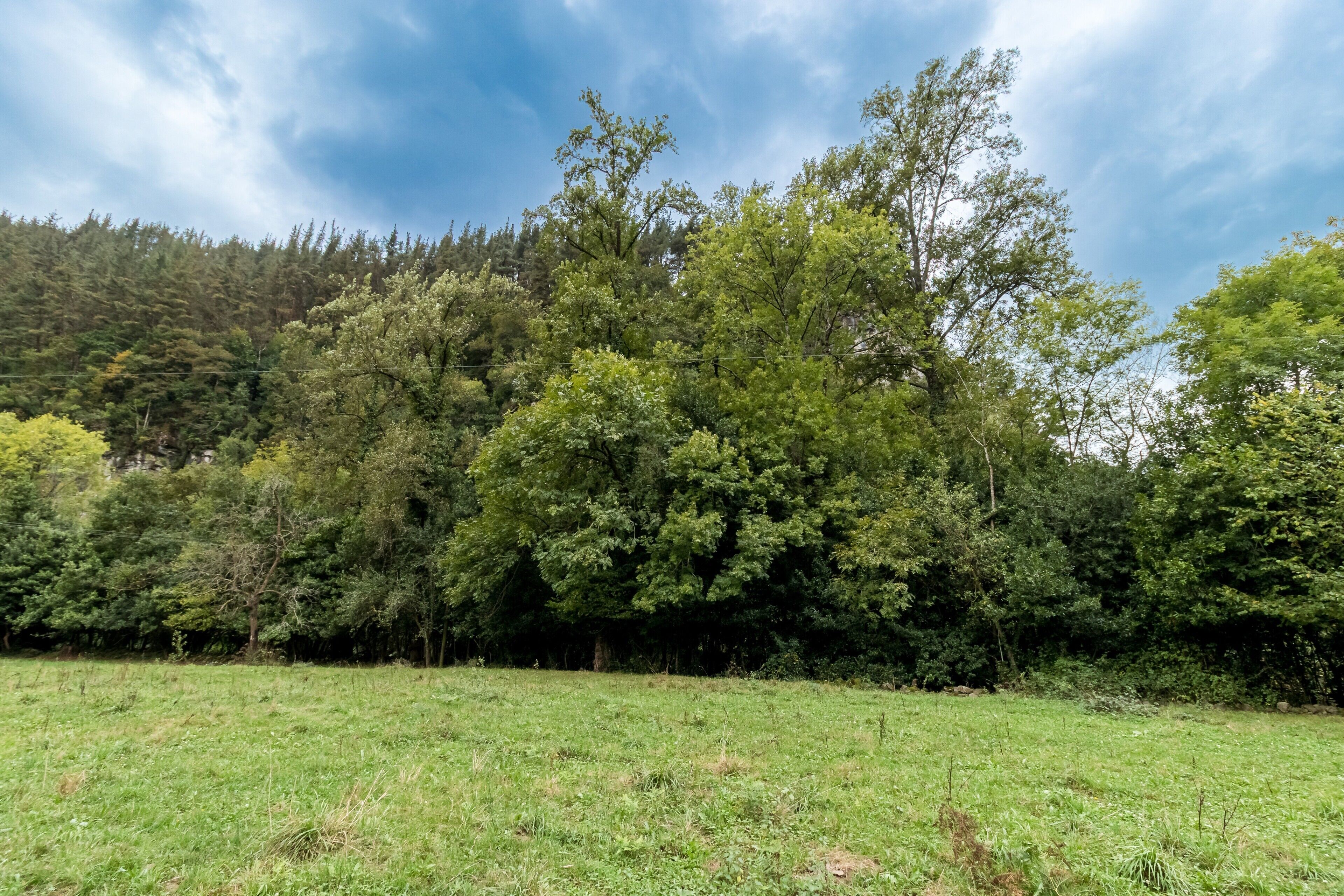 A grassy field with trees and a hill in the background.
